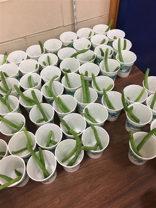 Green beans in cups on table 