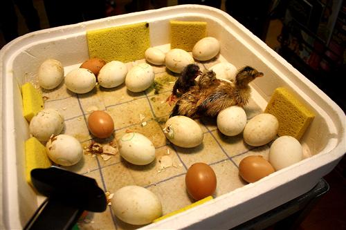 Baby ducks and eggs 