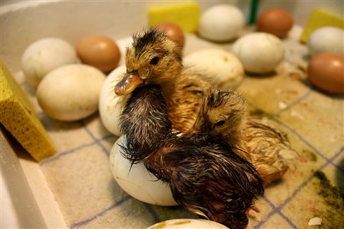 Baby ducks and eggs 