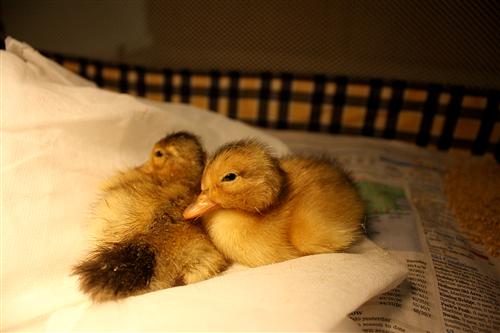 Baby ducks 