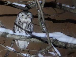 owl in a tree