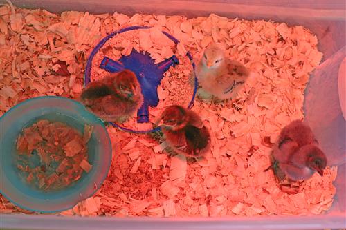Chicks walk around an incubator