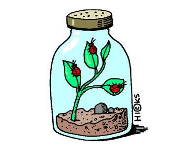 bugjar