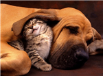 pets 